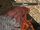 Daemon (Ultima Online)