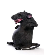 Sitting rat