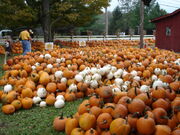 Pumpkin patch 1