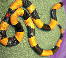 Black milk snake - Wikipedia