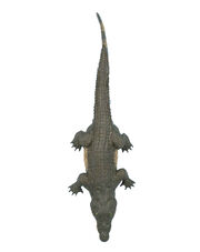 Alligator prop