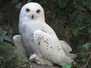 SnowyOwl