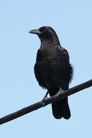 Crow