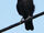 Crow