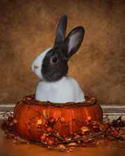 Bunny