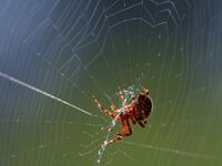 Web