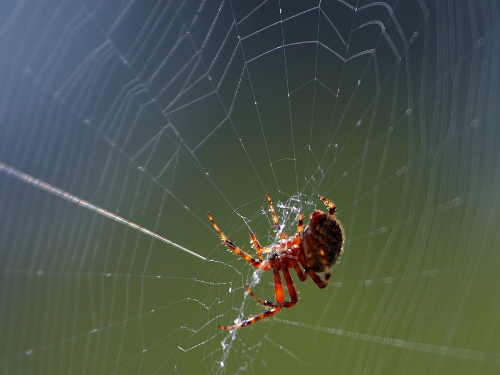 Spider silk - Wikipedia