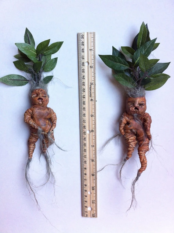 Mandragora Habbo Potter Wiki Fandom