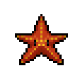 Summer-Splash-Starfish.png