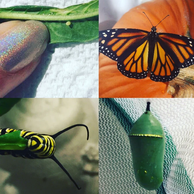 Whats New Ja 19 Habitica Wiki Fandom Whats New Ja 19 Habitica Wiki Fandom