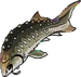 Sturgeon