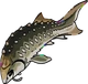 Sturgeon