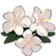 Myrtle