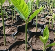 Reforestation project