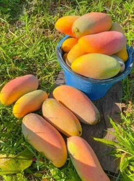 A morning harvest from Loby, Tiburon — Mango Fransik, known in U.S. markets as “Madame Francis”, one of Haiti’s most sought-after export varieties, celebrated for its smooth texture and the rich sweetness that defines the South.