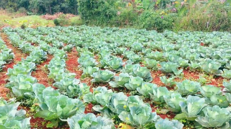 Hillside cabbage fields in Goyavier—one of the crops that keeps the section fed and the markets supplied.