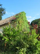 Abr43b.jpg (52 KB) House in Abricots