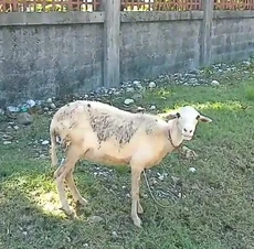 Furry friend grazing on a grassy yard, pausing beside a concrete wall and glancing back toward the camera.