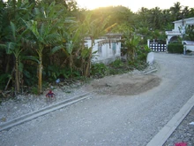Banana trees grow alongside the road