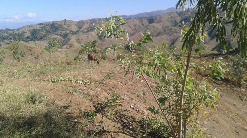 Grazing livestock and young tree plantings on a hillside in Citronniers.