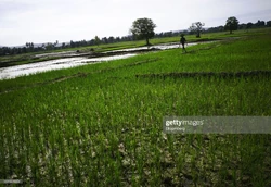Rice fields in a rural section of Saint-Marc, Haiti