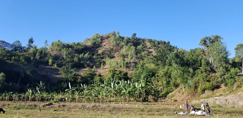 Banana plots along a valley floor, with cultivated benches and regrowing hillside vegetation rising behind.