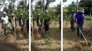 Pepper planting initiative to improve economic conditions in Mont-Organisé, Haiti