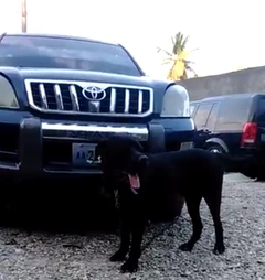 A playful neighborhood dog standing guard in a gravel yard lined with SUVs.
