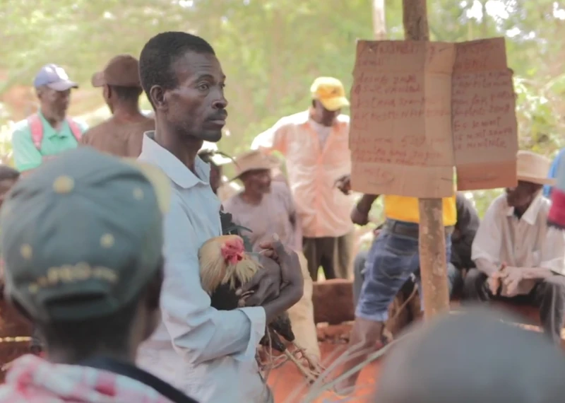 Livestock is handled with care and intention, as seen in the way a farmer carries his rooster during a community market day.