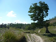 Pathway in Grand Colline; Grand-Goave, Haiti