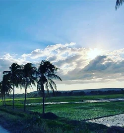 Rice fields in Saint-Marc