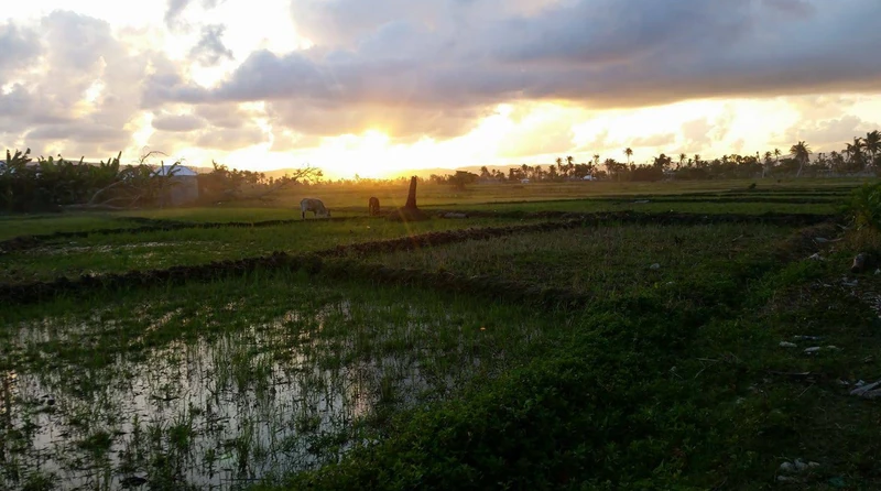 Sunrise over the Torbeck plains, where rice paddies, grazing cattle, and quiet fields open the day.