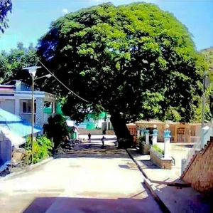 Terre Neuve Centreville 42024b