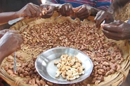 Mc14.jpg (249 KB) Cashew nuts are cooked to be processed into a product