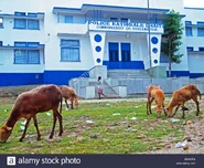 Goats graze in front of the Haitian national police station in Ouanaminthe