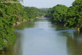 Guayamouc520