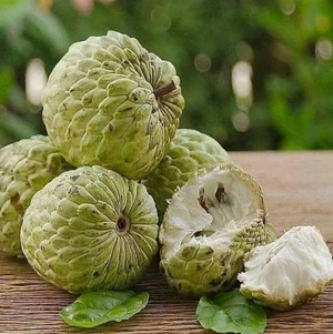 Fresh atis (sugar apple) from Tiburon — a creamy, custard-sweet fruit that locals enjoy right off the tree during the warmer months.