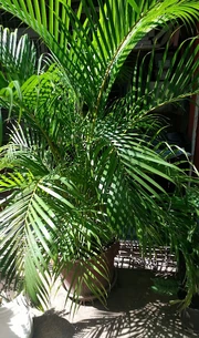 Green shade in Bois-Patate