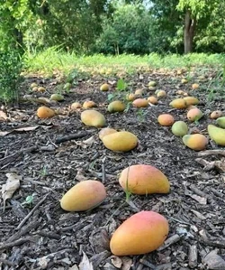 The island is characterized by abundant fruit.