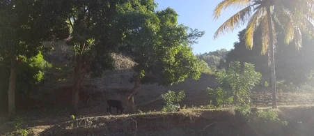 Grazing livestock beneath fruit and shade trees in Gros-Morne.