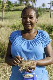 Woman holding Vetiver roots; Arniquet, Haiti