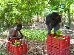 Mango harvesting