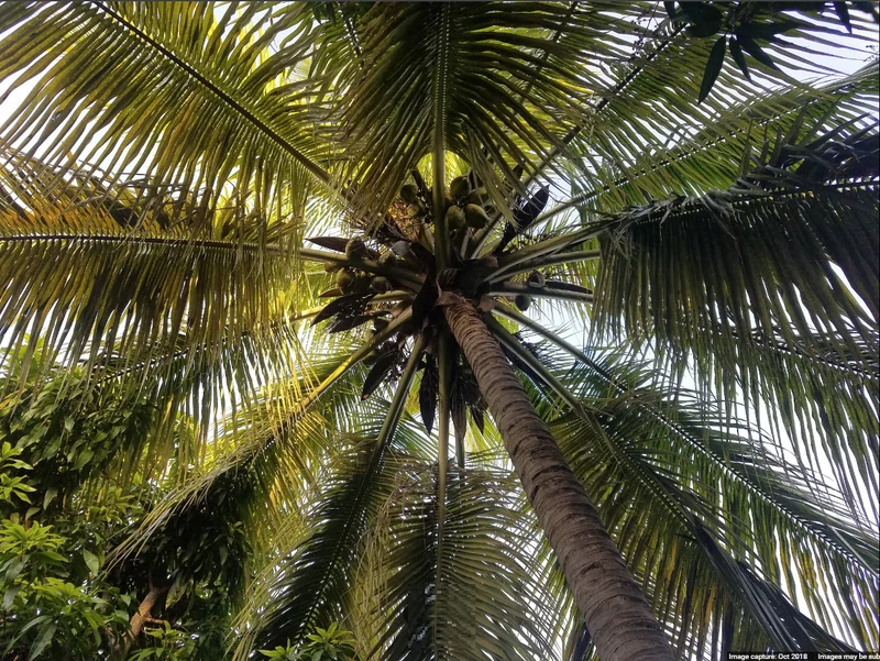 Royal palm in Aquin, Haiti