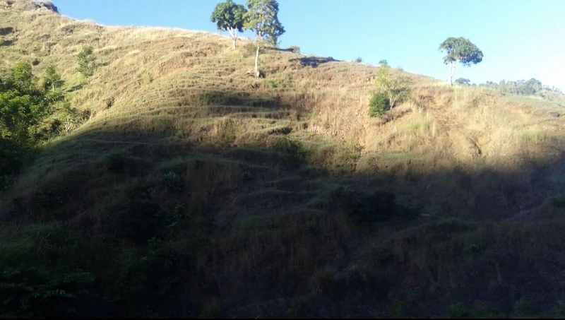 Terraced hillside slopes in Citronniers, where contour planting and grass cover slow erosion and make steep land workable for farming and grazing.