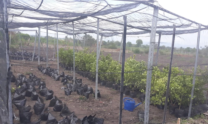 A plant nursery operated with the support of AMNA (Amis de la Nature), showing shaded propagation beds used for tree seedlings and reforestation plants