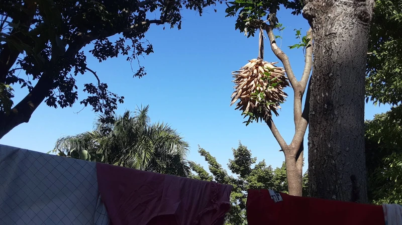 A bundle of harvested plant material suspended from a tree in Gros-Morne, using airflow and sun exposure for natural drying — small-scale processing embedded directly into the landscape.