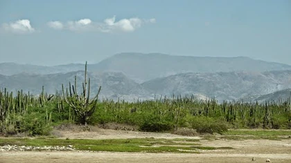 Cacti along Route Ti Desdunes