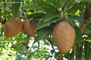 Sapodilla.jpg (29 KB) Sapodilla fruit