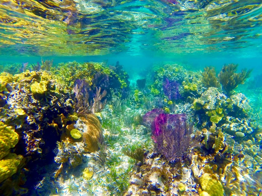 Marine life; Anse-à-Galets, , 
