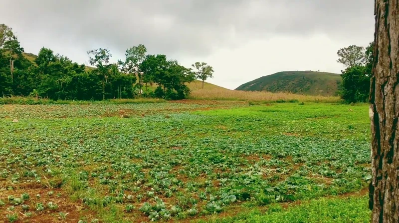 Open hillside fields in Goyavier, where vegetables are cultivated across gently sloping terrain.